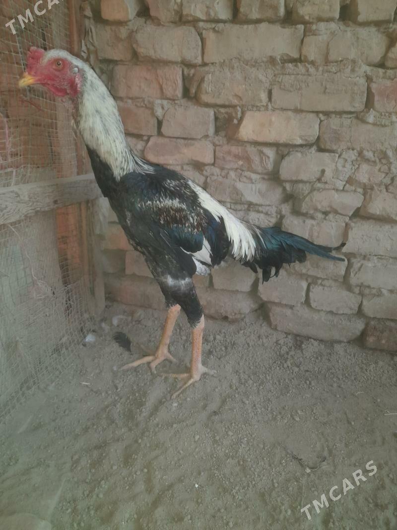 Oy haywanlary - Туркменабат - img 5