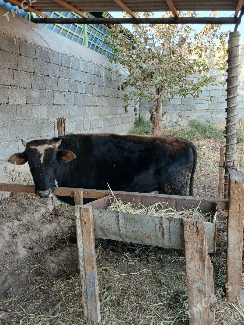 Okuz - Гёкдепе - img 2