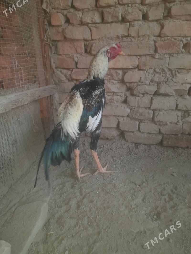 Oy haywanlary - Туркменабат - img 1