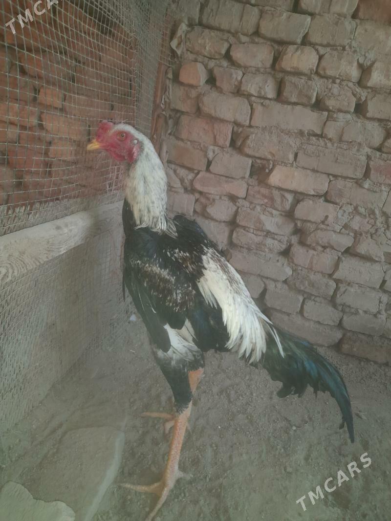 Oy haywanlary - Туркменабат - img 3