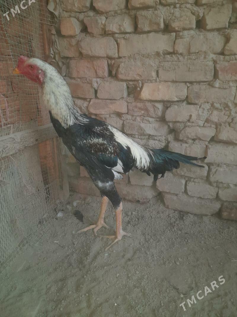 Oy haywanlary - Туркменабат - img 4