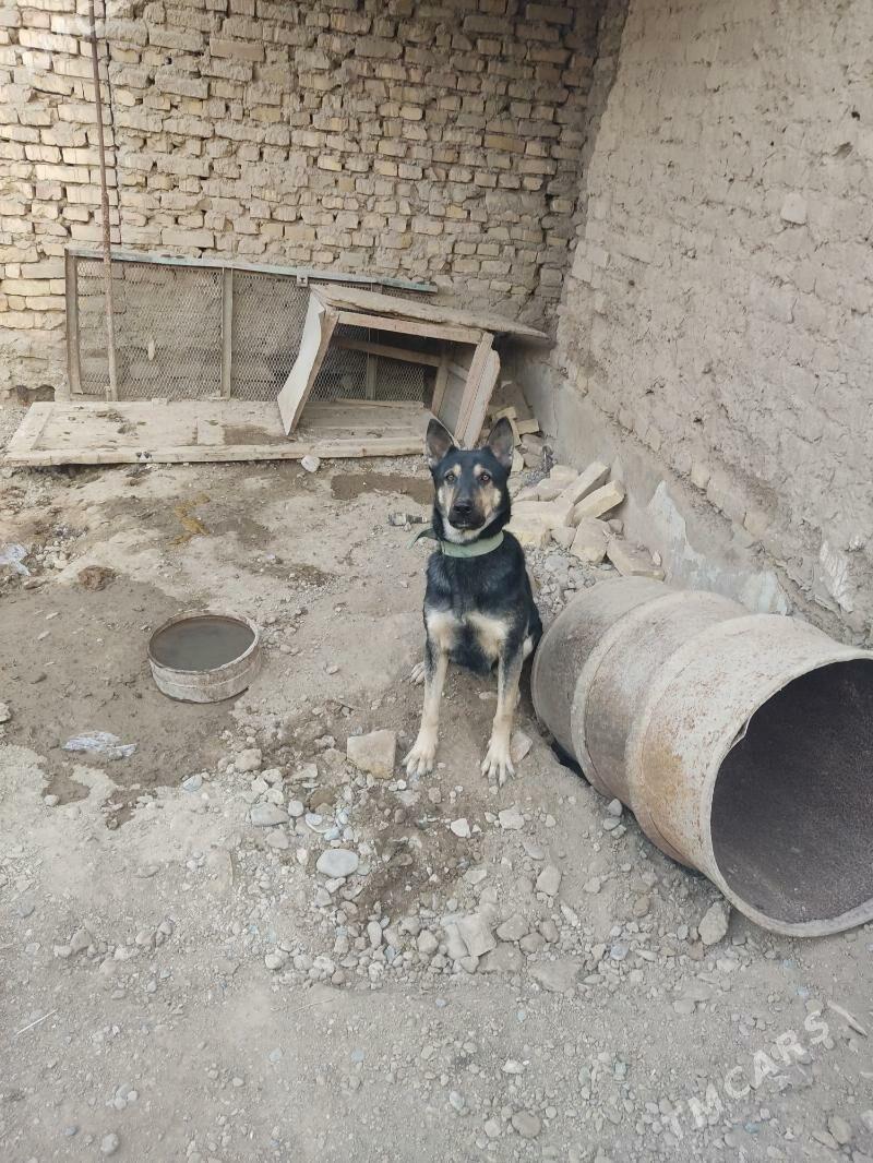 Чистое Овчарка - Baýramaly - img 1