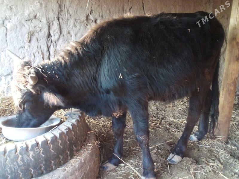 öküz 2 yaşar - Чарджоу - img 3