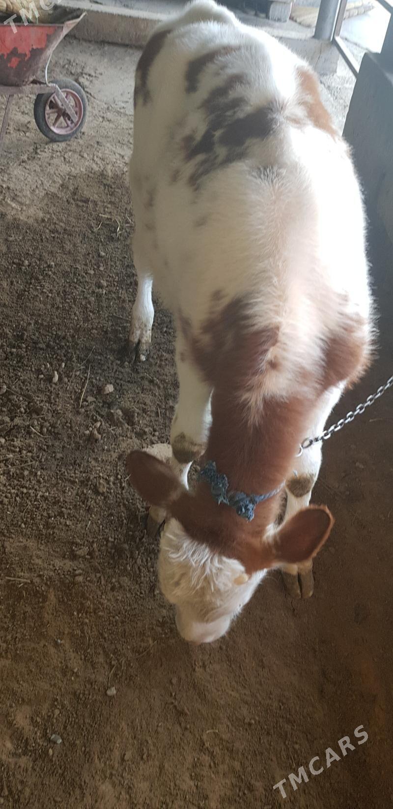 okuz - Херрикгала - img 3