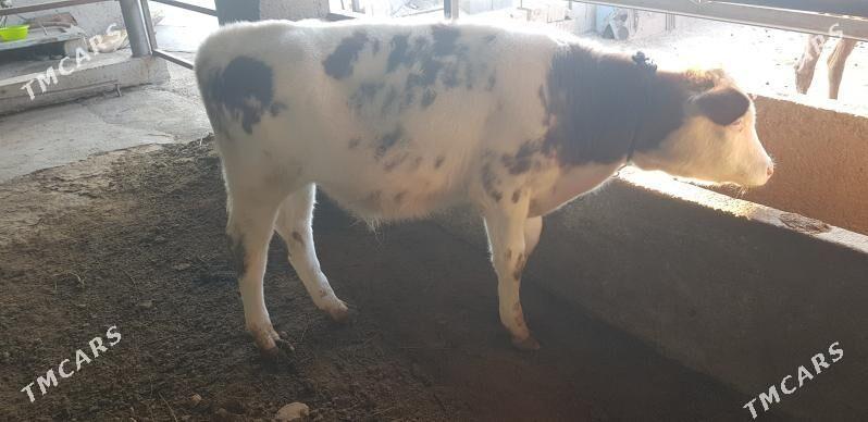 okuz - Херрикгала - img 2