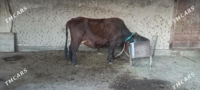 sygyr - Мары - img 3