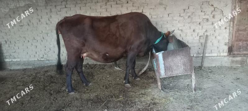 sygyr - Мары - img 2