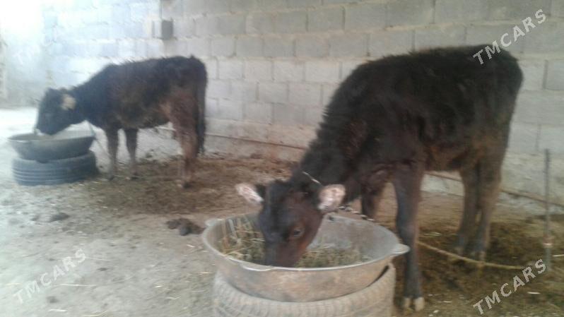 tüweler - Бахарден - img 2