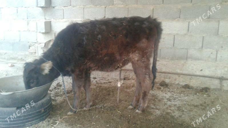 tüweler - Бахарден - img 4