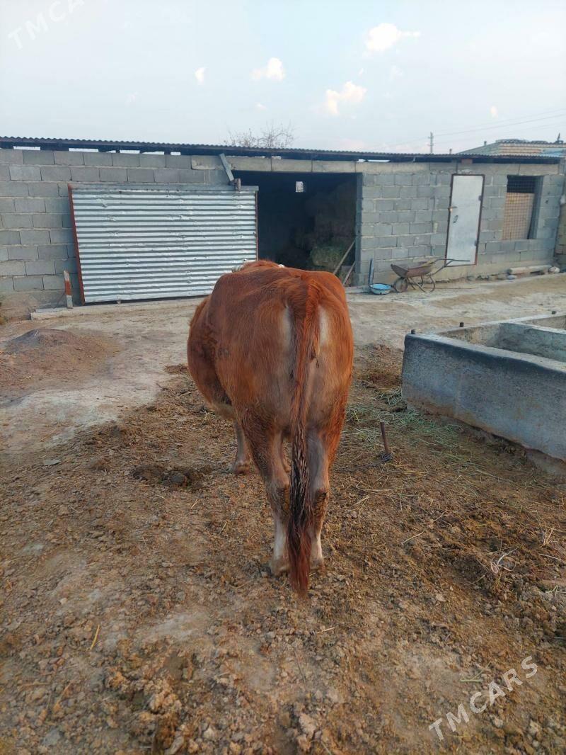 Sygyr - Bäherden - img 5