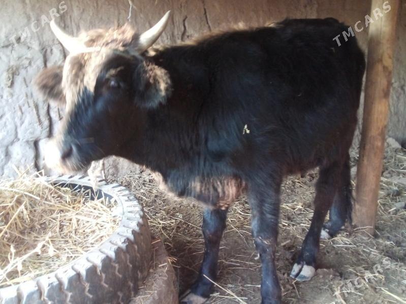 öküz 2 yaşar - Чарджоу - img 1