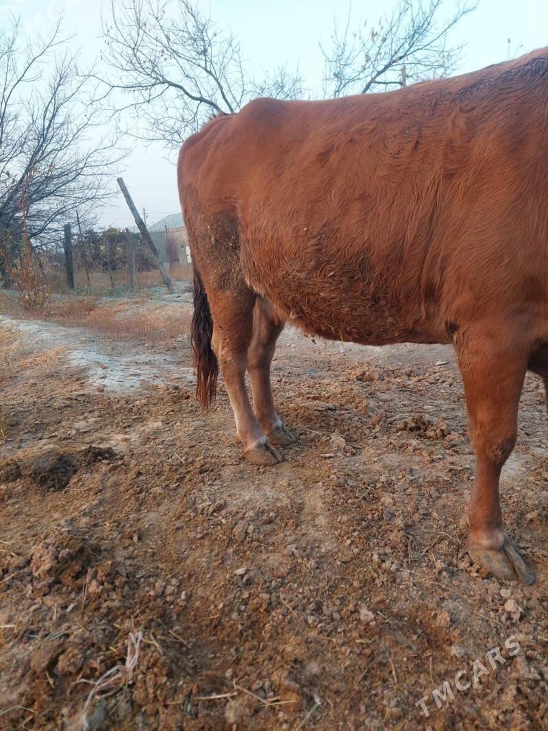 Sygyr - Bäherden - img 7