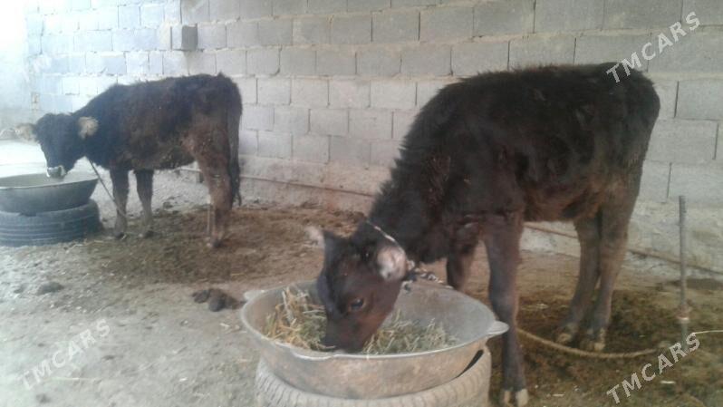 tüweler - Бахарден - img 3