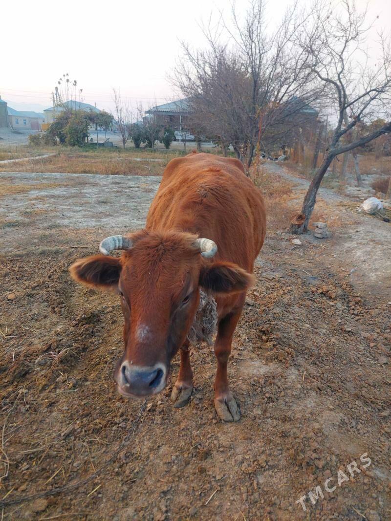 Sygyr - Bäherden - img 4