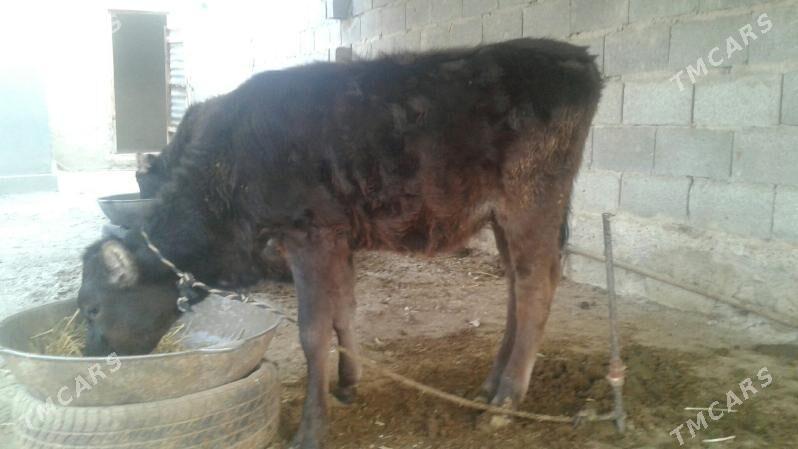 tüweler - Бахарден - img 5