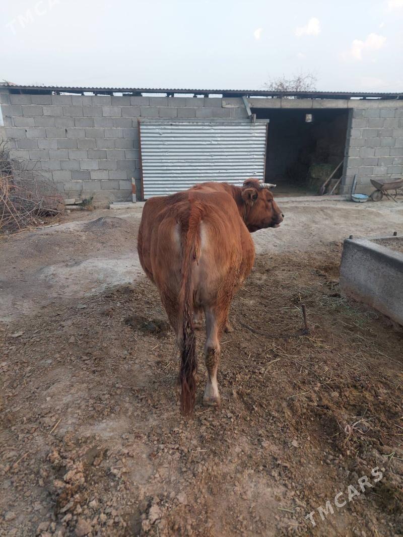 Sygyr - Bäherden - img 6