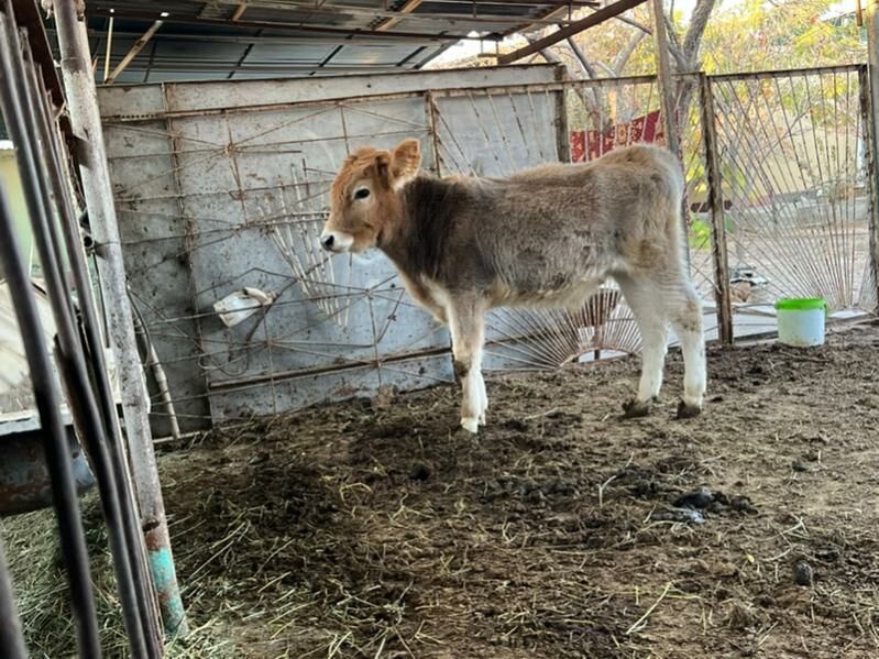 Swed okuz - Aşgabat - img 7