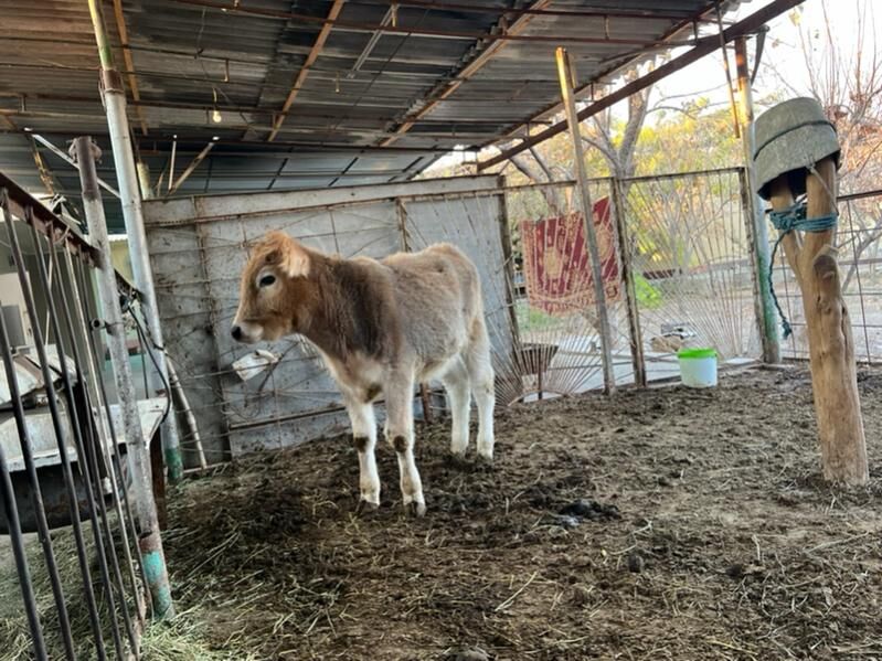 Swed okuz - Aşgabat - img 4