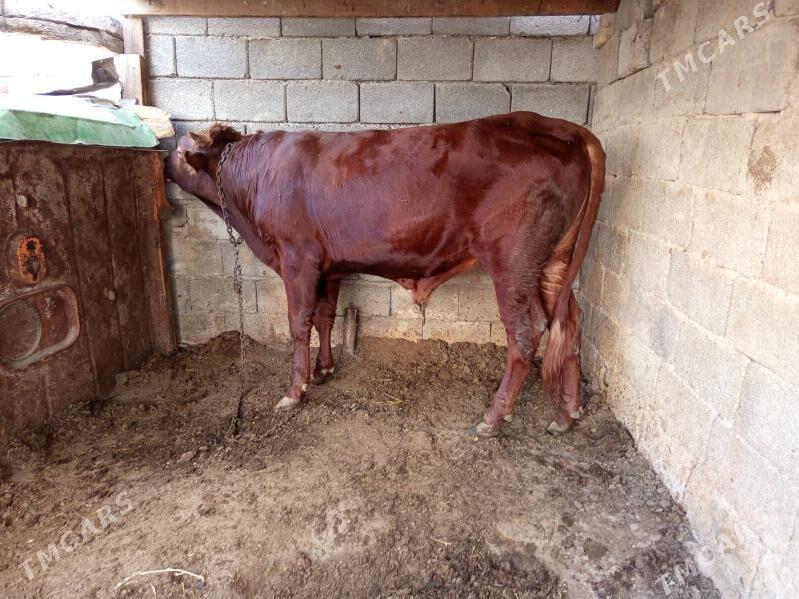 öküz - Бузмеин - img 2