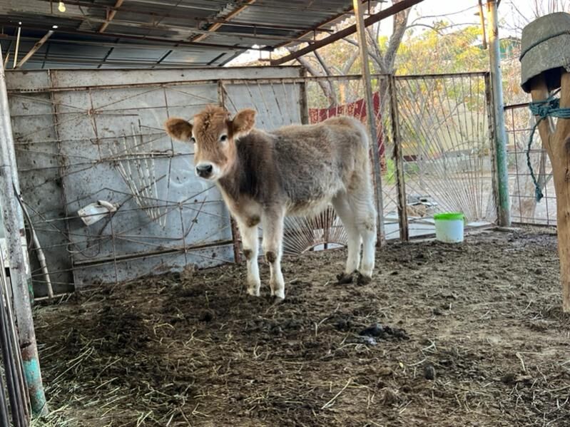 Swed okuz - Aşgabat - img 6