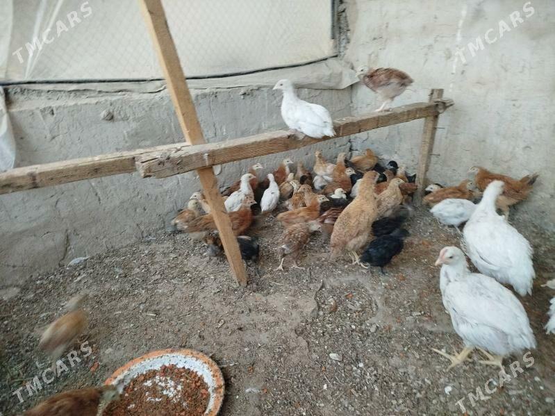 juje - Херрикгала - img 2