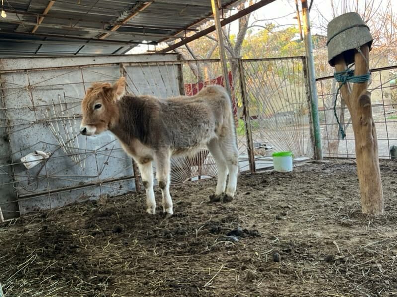 Swed okuz - Aşgabat - img 5