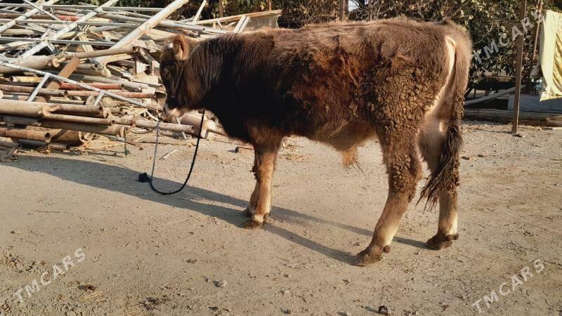 Öküz - Бахарден - img 3