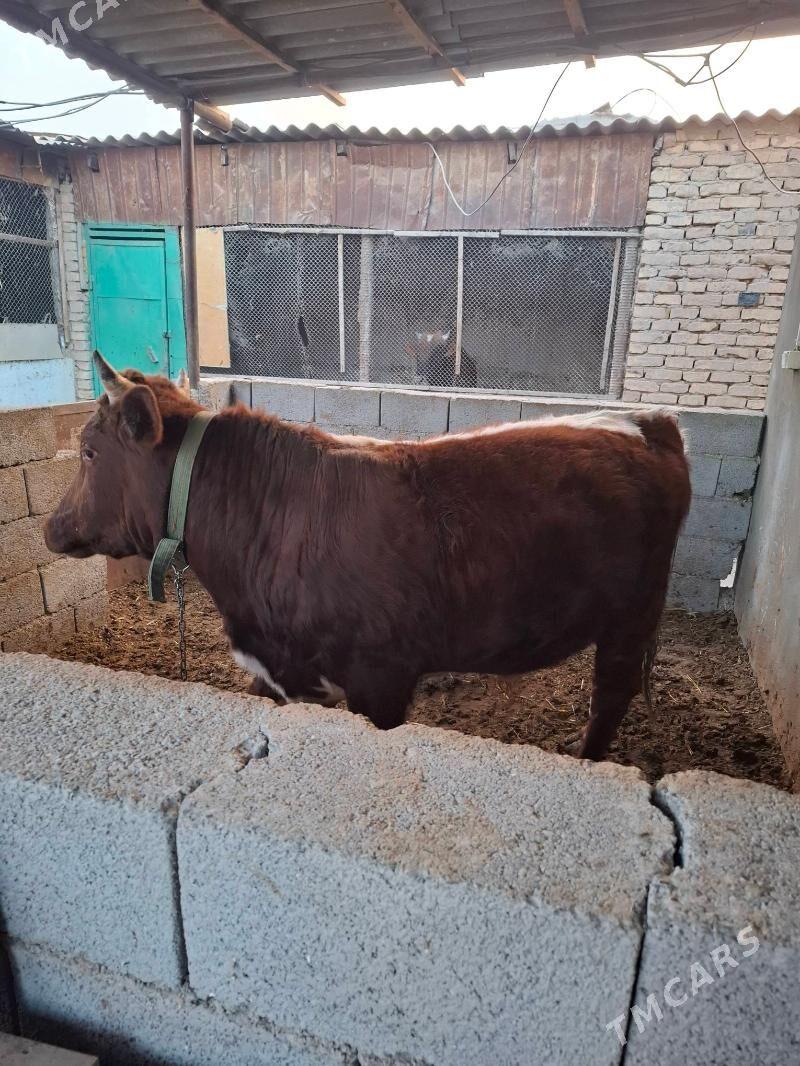 okuzler - Кака - img 4