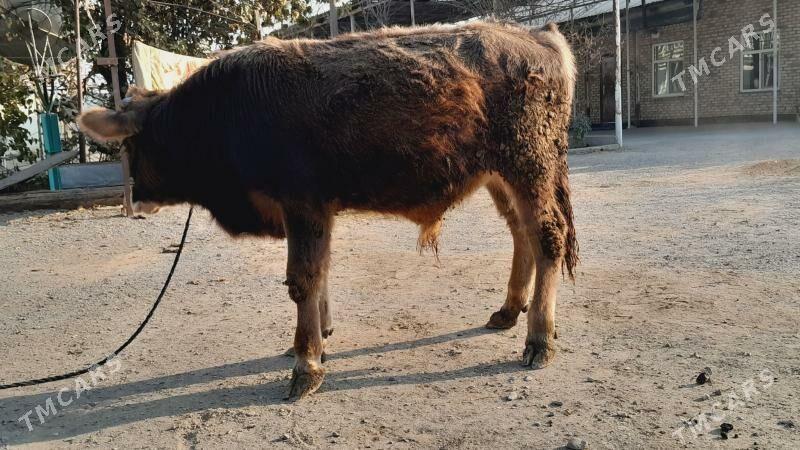 Öküz - Бахарден - img 2