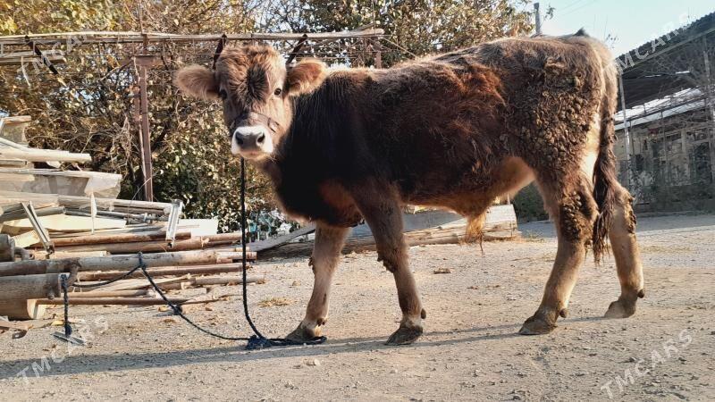 Öküz - Бахарден - img 1