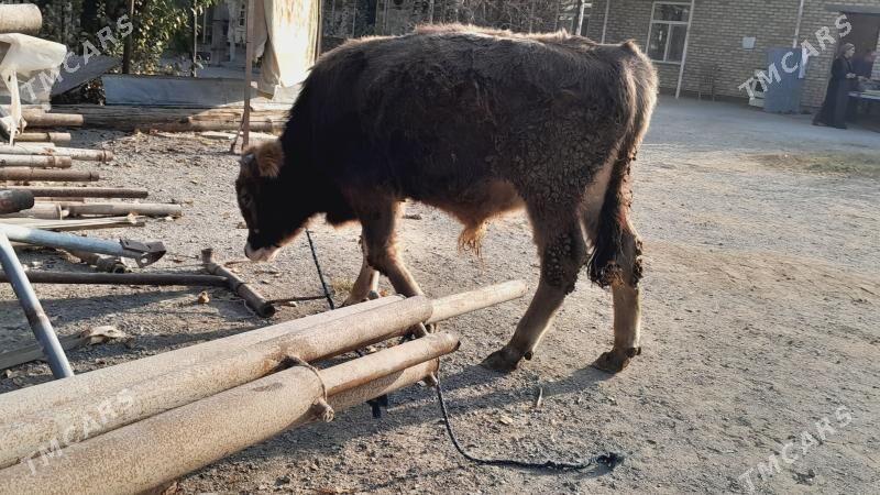 Öküz - Бахарден - img 5