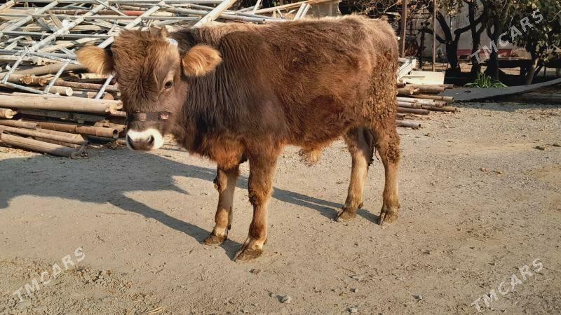 Öküz - Бахарден - img 4