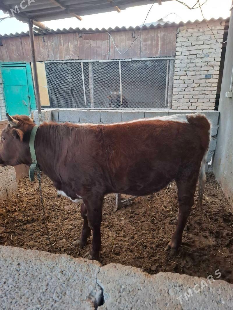 okuzler - Кака - img 6