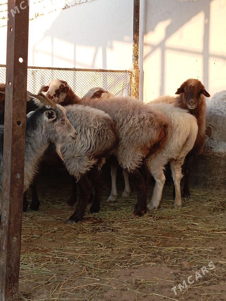 goyun - Gyzylarbat - img 4