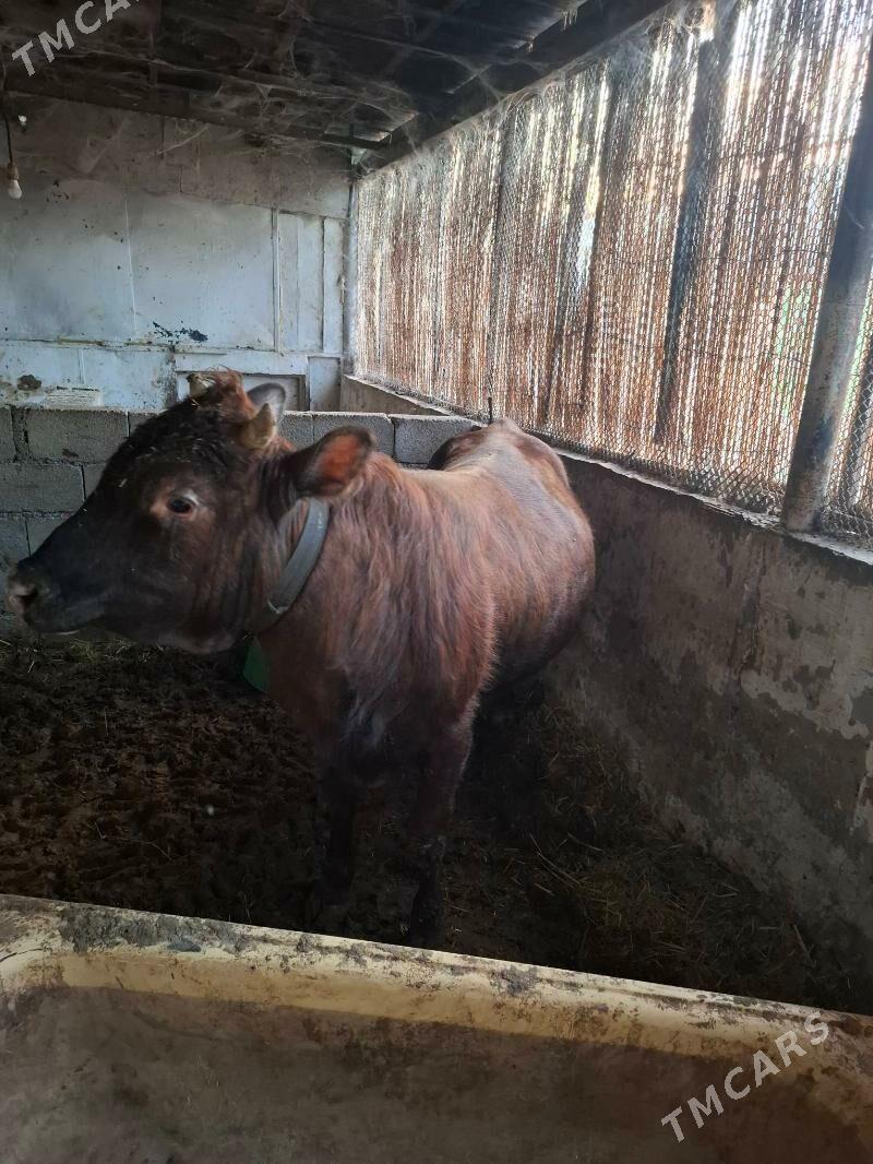 okuzler - Кака - img 3