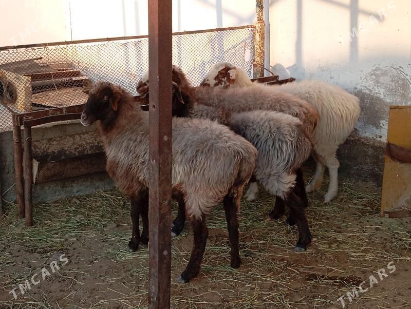 goyun - Gyzylarbat - img 2