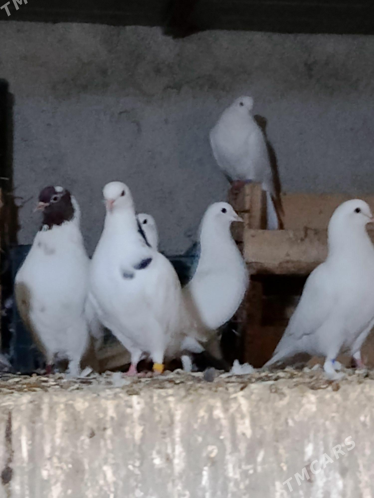 Kepderi - Гёкдепе - img 4