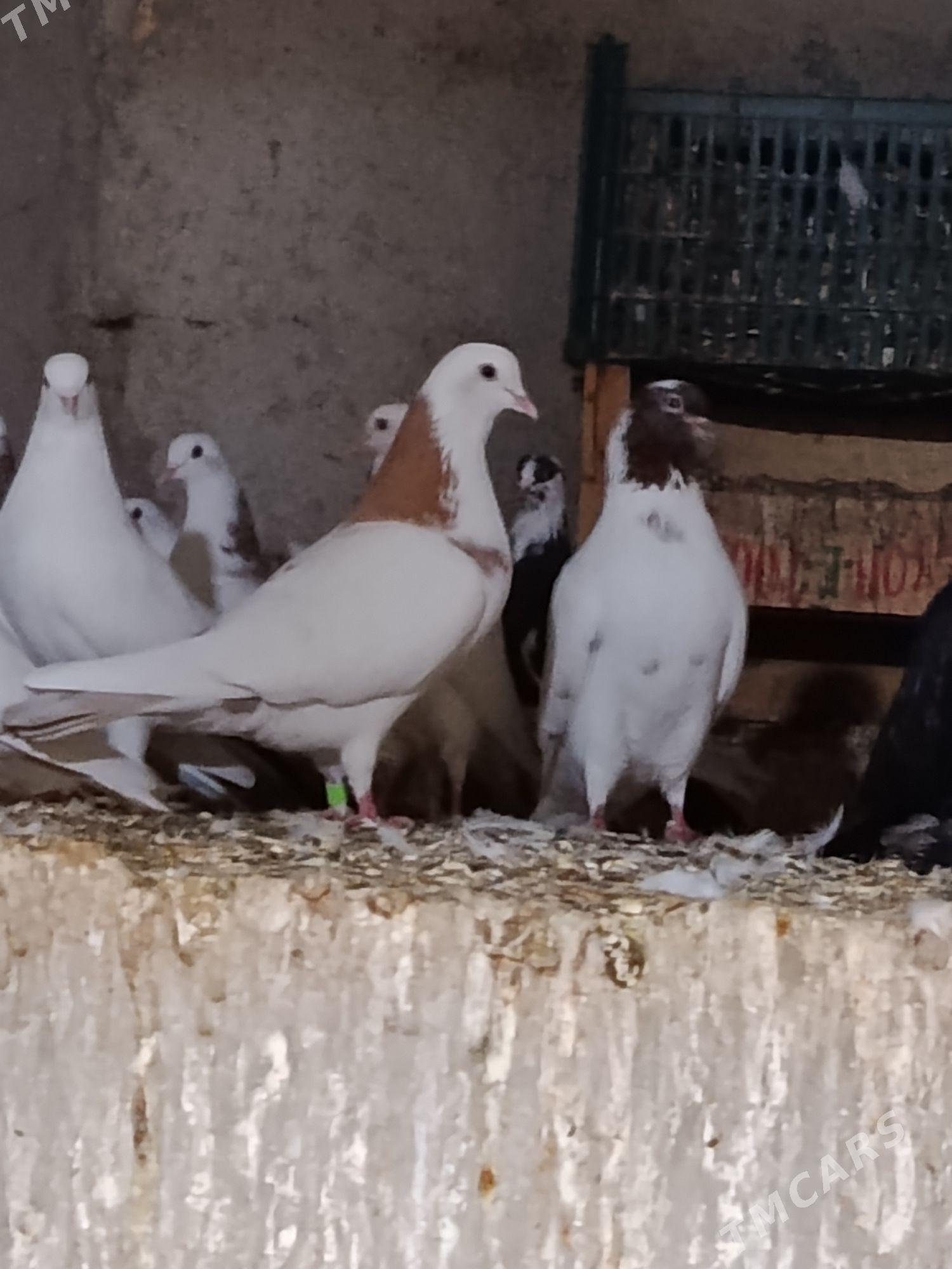 Kepderi - Гёкдепе - img 2