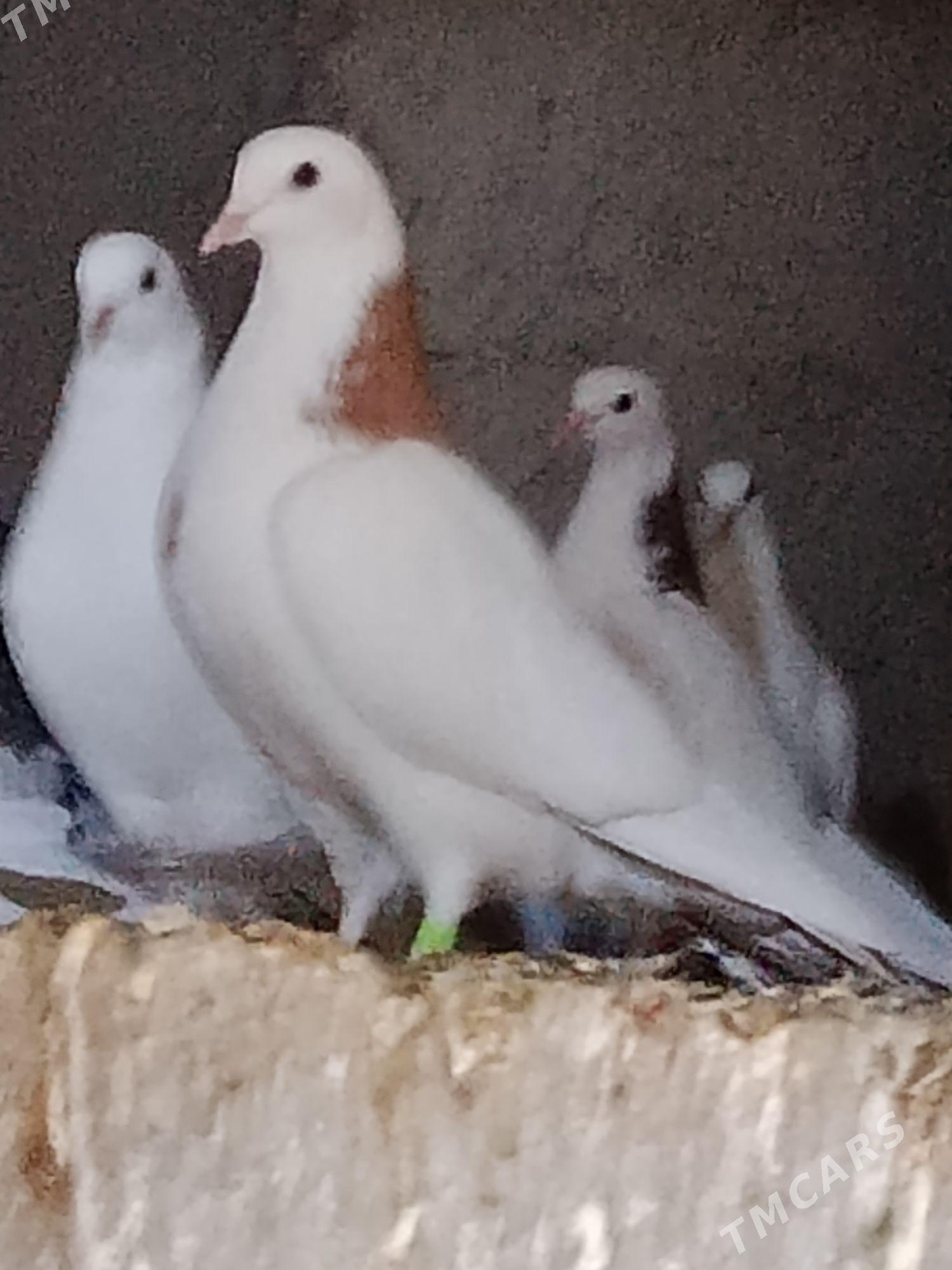 Kepderi - Гёкдепе - img 5