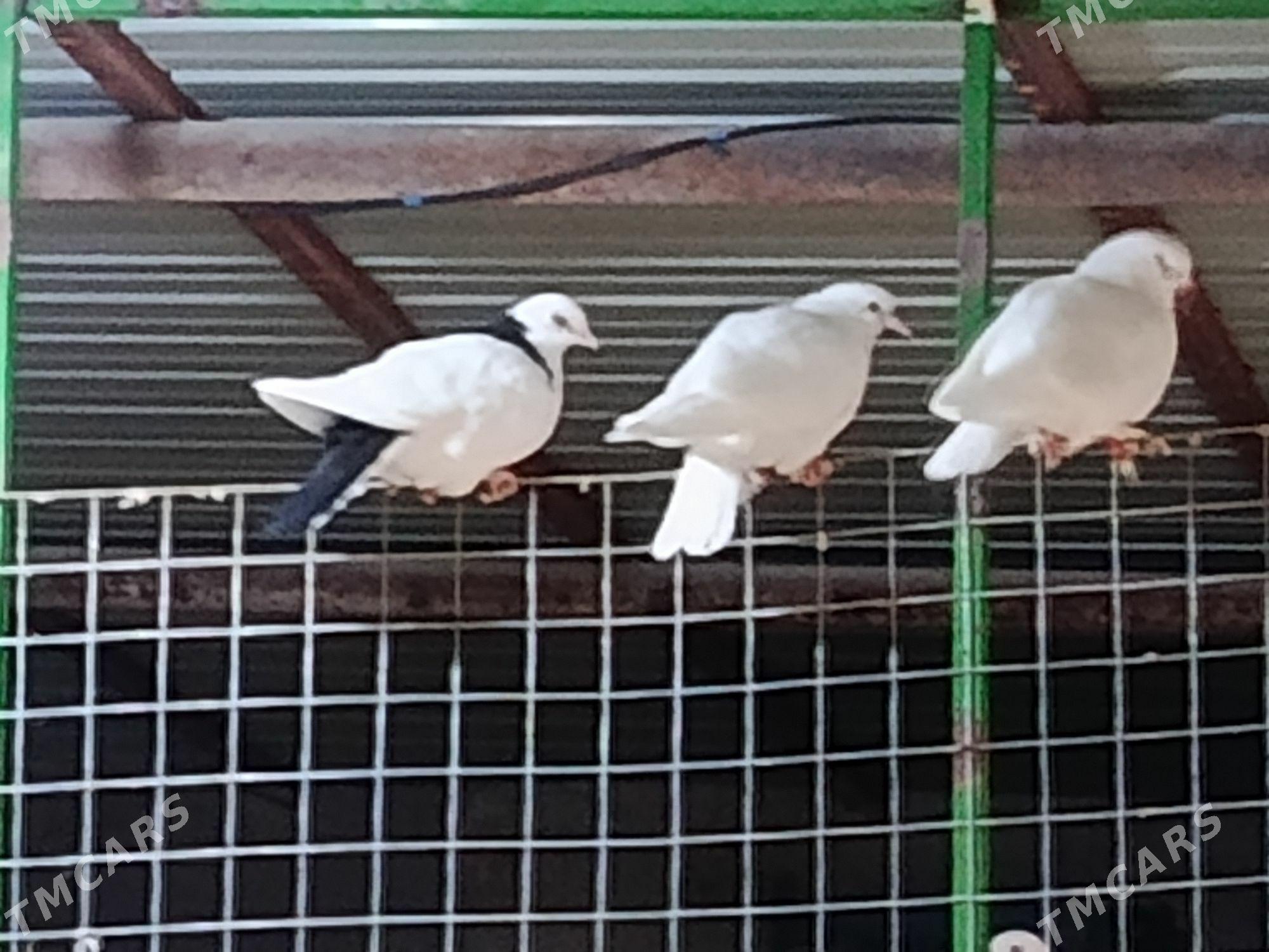 Kepderi - Гёкдепе - img 8