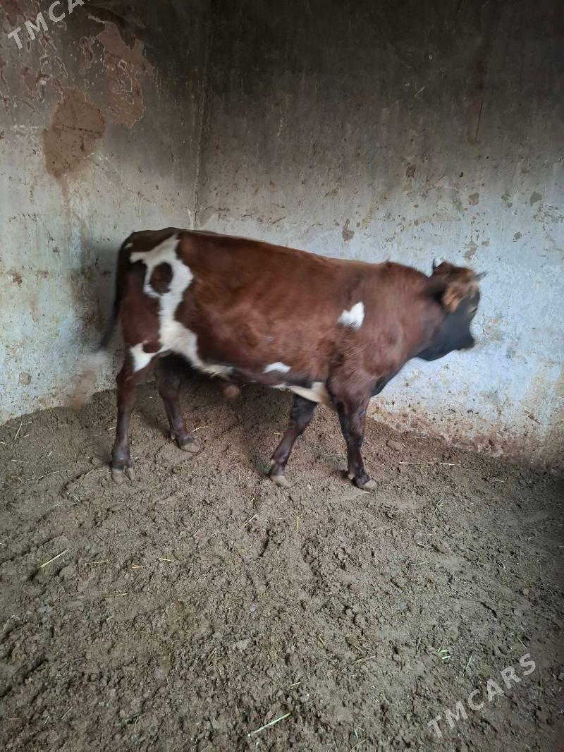 okuzler - Кака - img 10