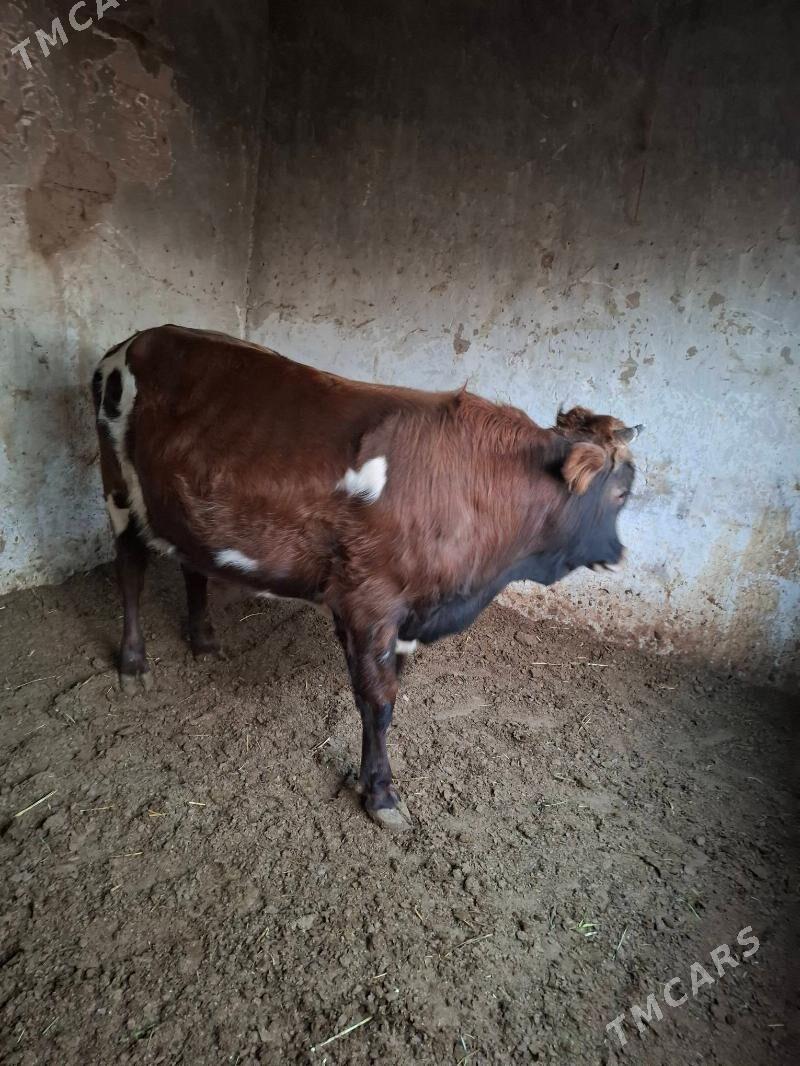 okuzler - Кака - img 9