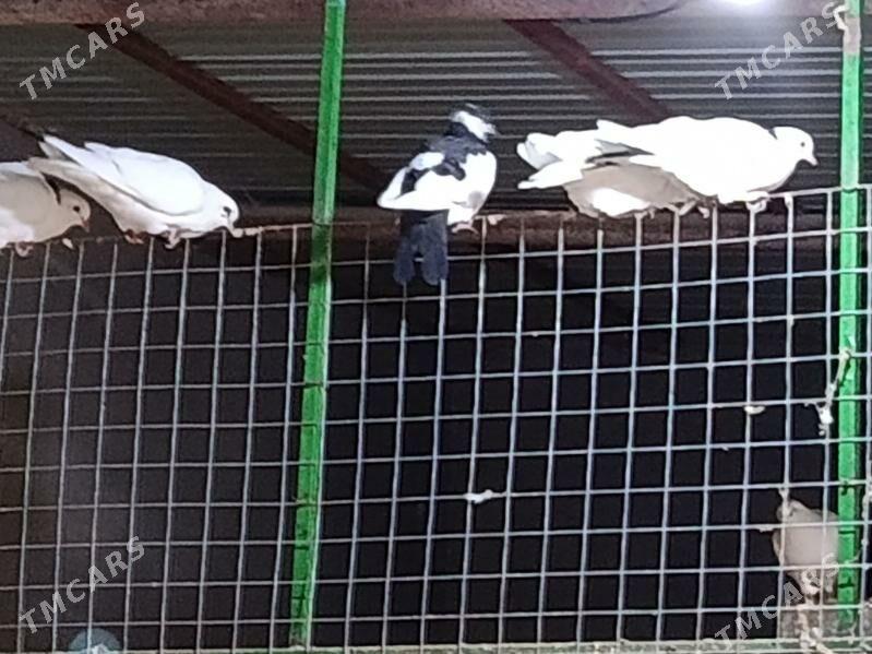 Kepderi - Гёкдепе - img 7