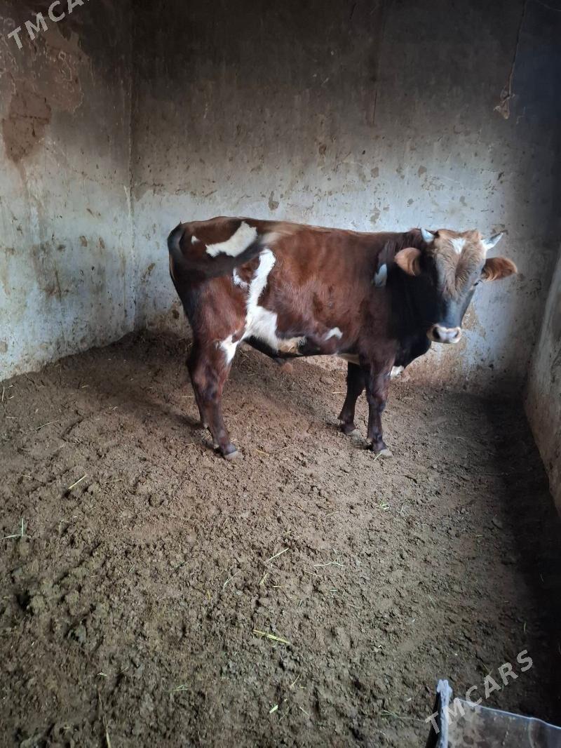 okuzler - Кака - img 7