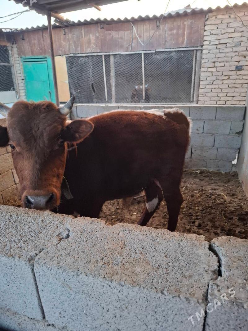 okuzler - Кака - img 5