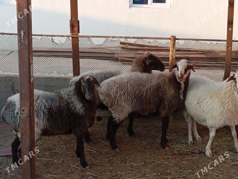 goyun - Gyzylarbat - img 3