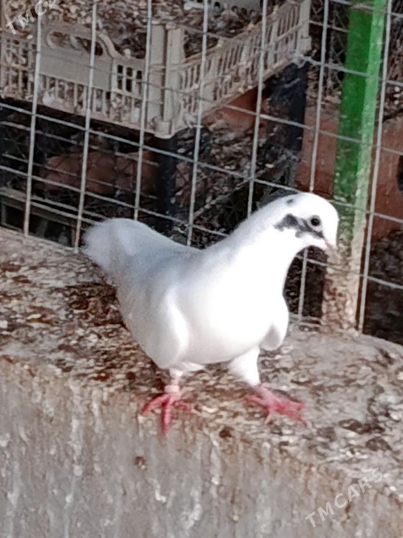 Kepderi - Гёкдепе - img 6