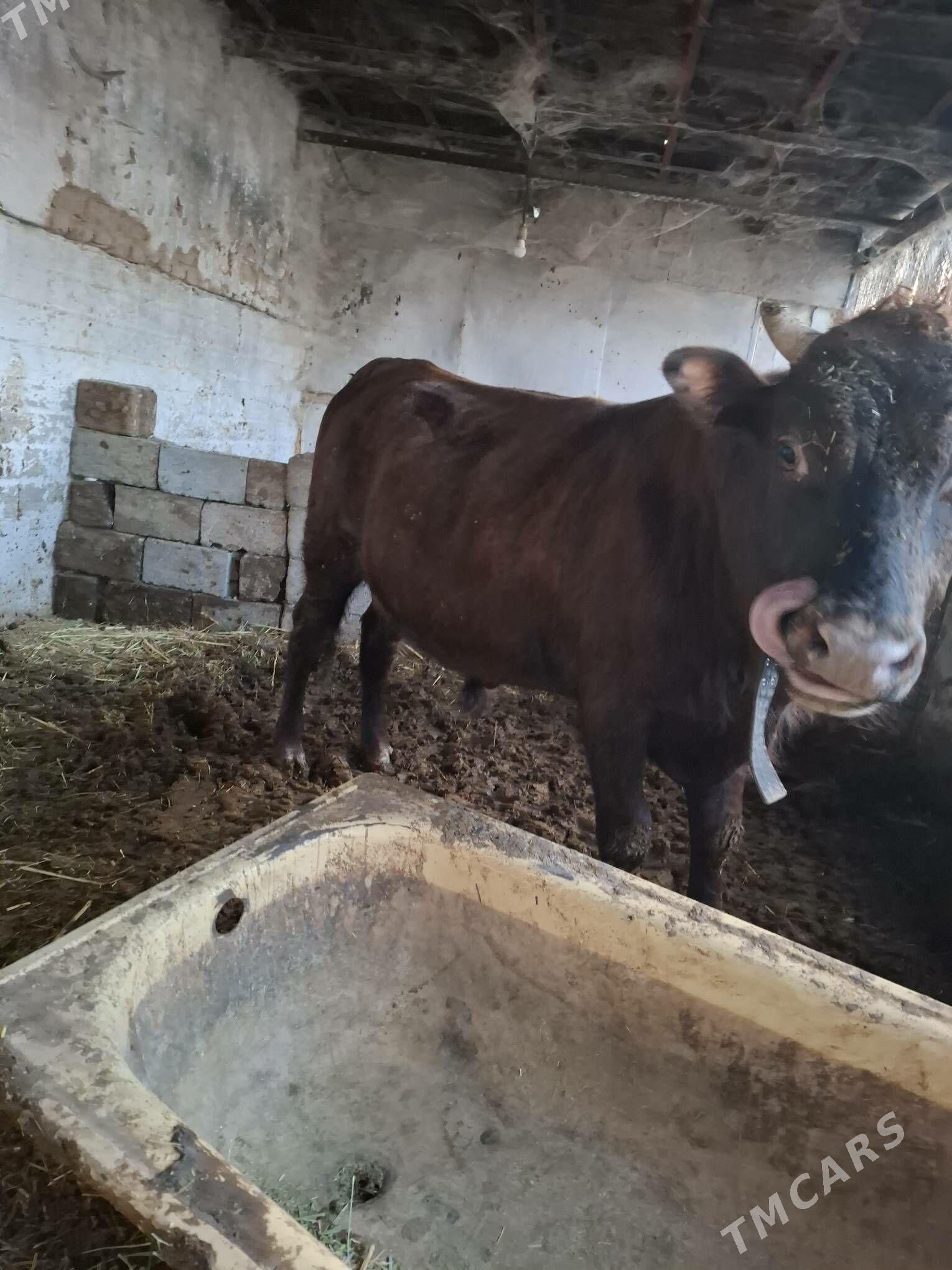 okuzler - Кака - img 2