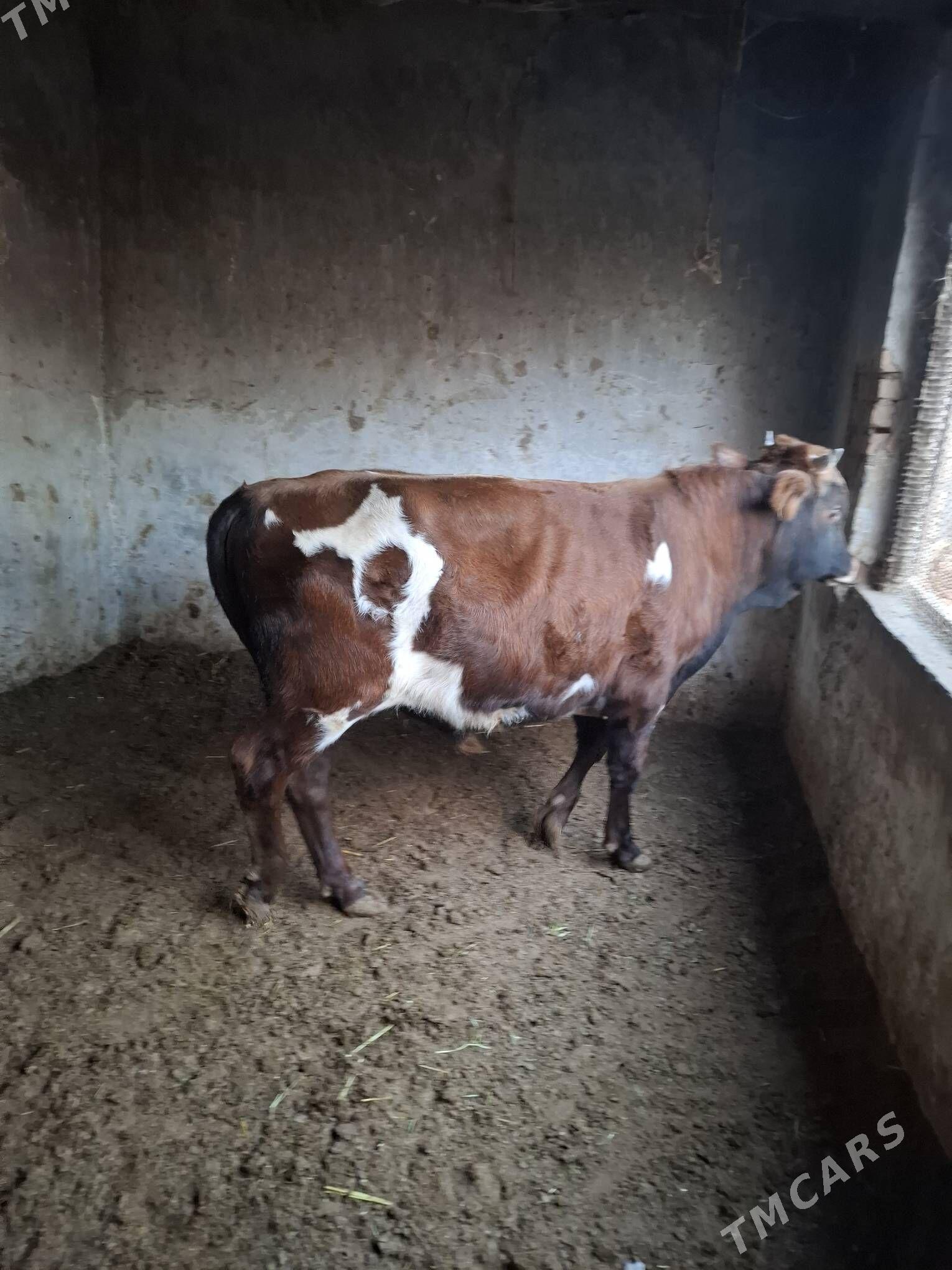 okuzler - Кака - img 8