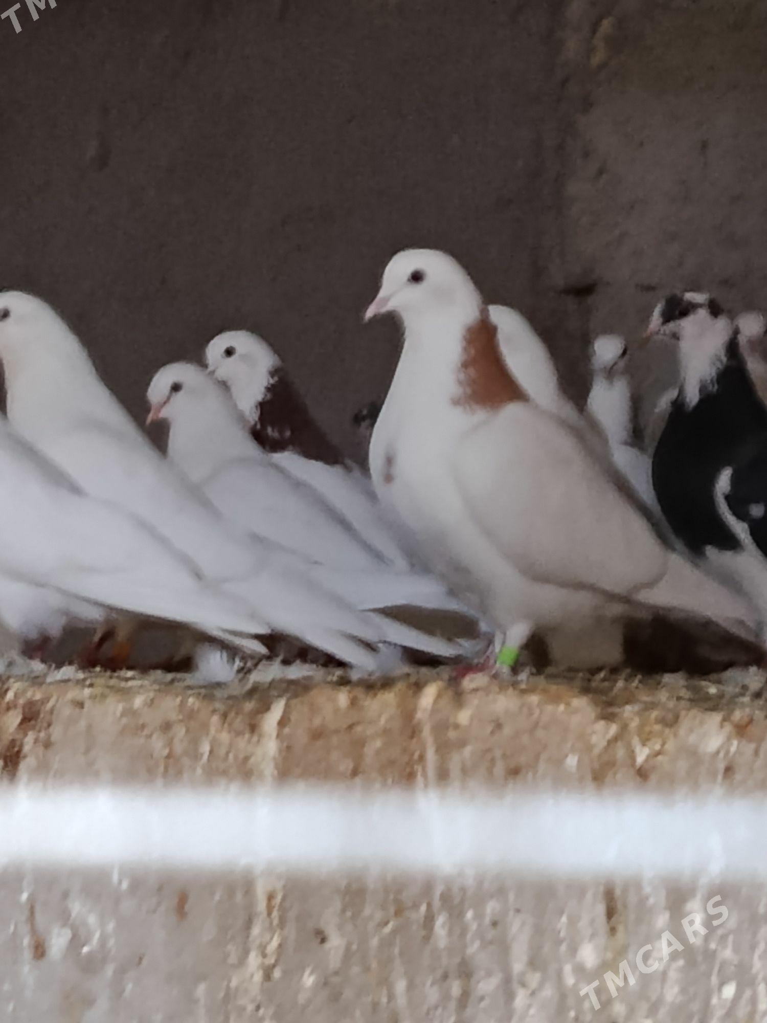 Kepderi - Гёкдепе - img 3